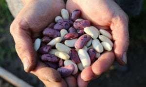 legumi alimenti brucia grassi