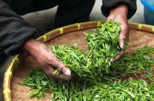 tea farmhouse benefici del te verde