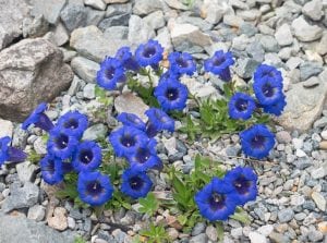 fiori di bach floriterapia